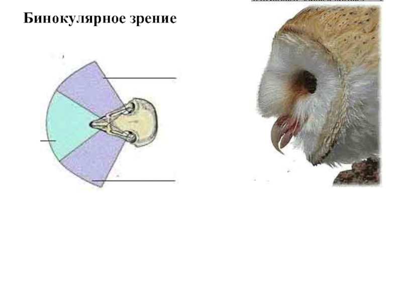 Презентация зрение птиц