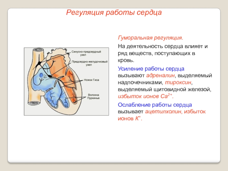 Регуляция деятельности сердца схема