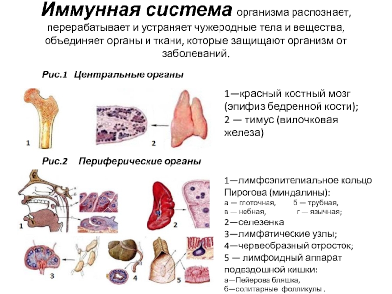 Иммунная система это