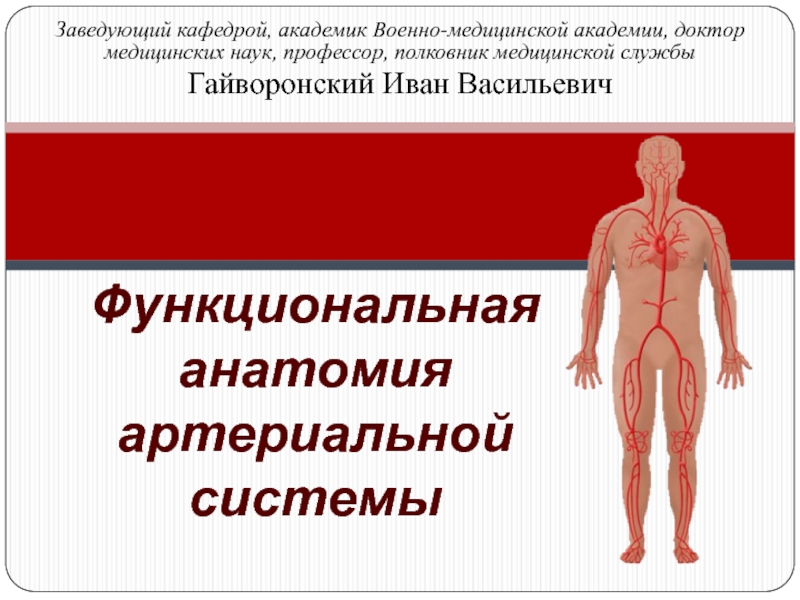 Функциональная анатомия артериальной системы