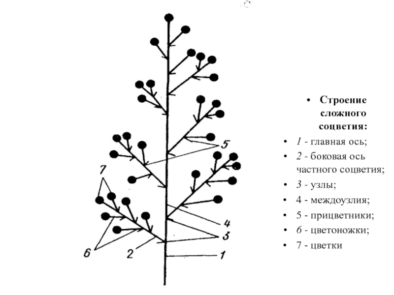 Частная структура. Строение сложного соцветия. Ось соцветия. Схема строения соцветия. Боковые оси соцветия.