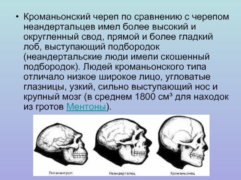 Кроманьонский череп по сравнению с черепом неандертальцев имел более высокий и округленный свод, прямой и более гладкий