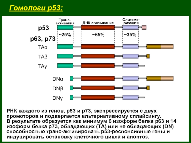 Гомологи р53:~25%~65%~35%р53р63, p73TAαTAβTAγDNαDNβDNγ  Транс-активацияДНК-связываниеОлигоме- ризацияРНК каждого из генов, р63 и р73, экспрессируется с двух промоторов и