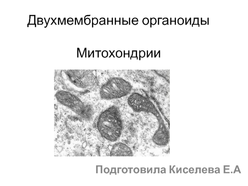 Двухмембранные органоиды Митохондрии