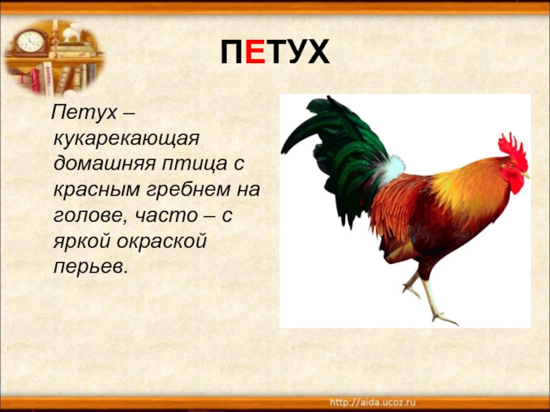 ПЕТУХ  Петух – кукарекающая домашняя птица с красным гребнем на голове, часто – с яркой окраской