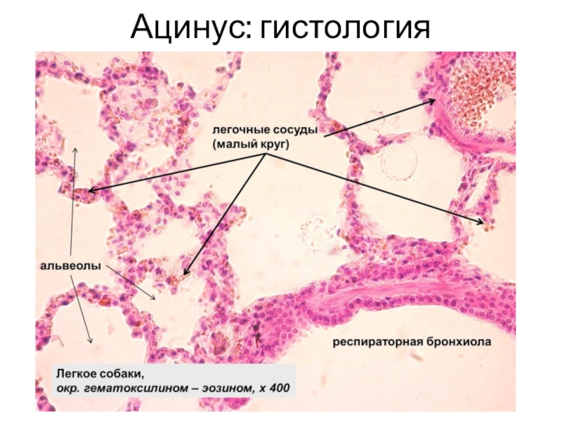 Легкое гистология рисунок