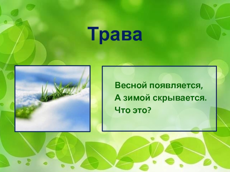 Что появляется весной. Загадки про биологию. 5 Загадок по биологии. Загадки про биологию 5 класс. Загадки по биологии 5 класс.