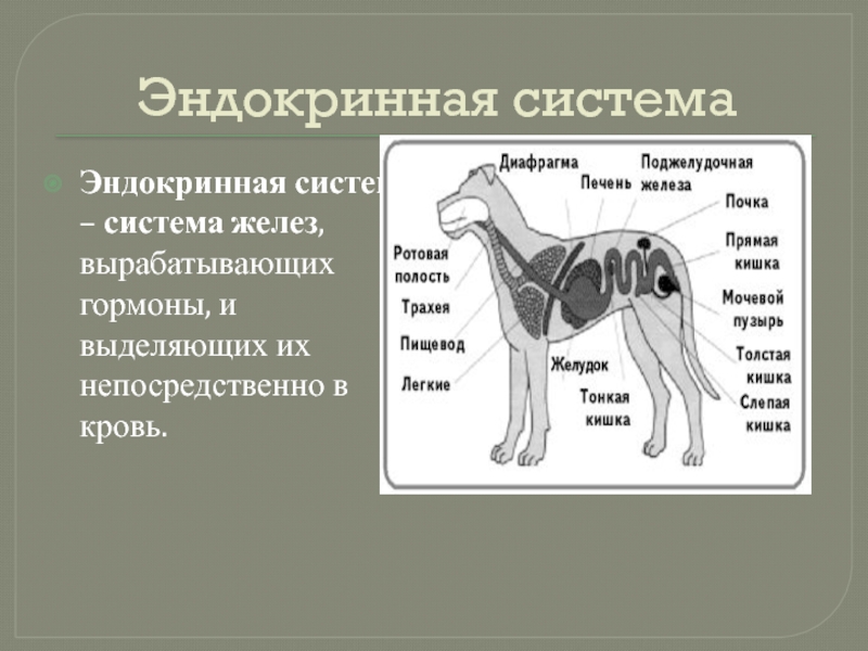 Назовите систему органов животных. Органы эндокринной системы животных. Эндокринная система собаки. Железы внутренней секреции животных. Органы эндокринной системы млекопитающих.