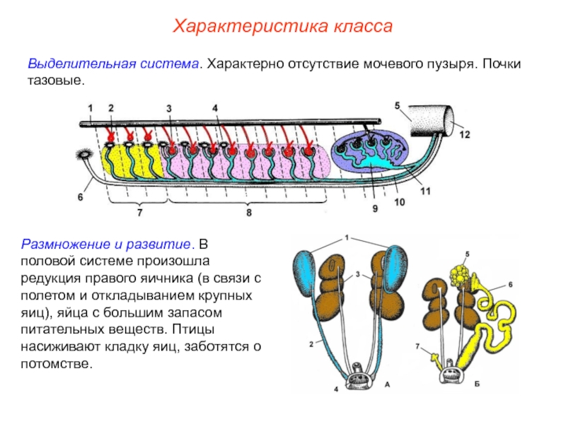 Схема выделительная система птиц