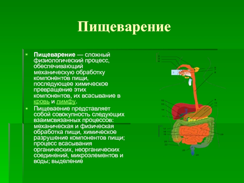 Какой процесс обеспечивает. Механическая обработка пищи. Механическая переработка пищи.