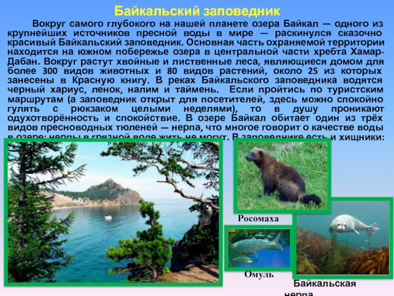 Байкальский заповедник       Вокруг самого глубокого на нашей планете озера Байкал —