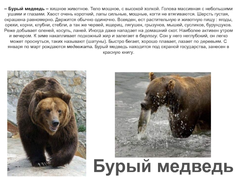 Опасные животные россии на английском. Описание медведя. Медведь описание животного. Медведь красная книга. Бурый медведь описание.