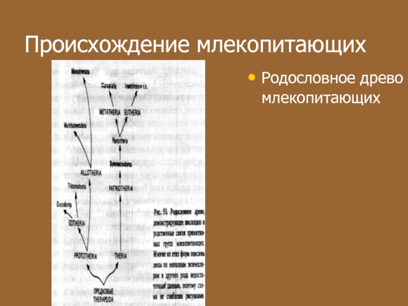 Происхождение млекопитающих схема