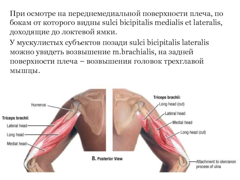 При осмотре на переднемедиальной поверхности плеча, по бокам от которого видны sulci bicipitalis medialis et lateralis, доходящие