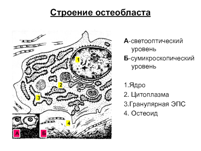 Схема строение остеокласта