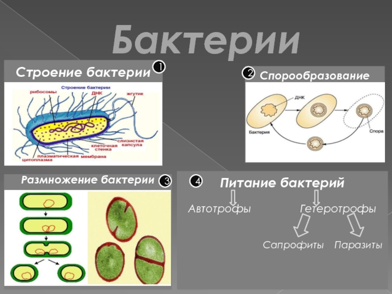 Форма спор бактерий. Строение спор бактериальной клетки. Строение бактериальной клетки спорообразование. Структура споры бактерии. Спора бактерий строение и функции.