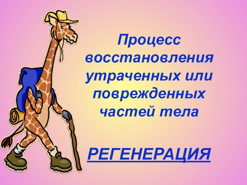 Процесс восстановления утраченных. Процесс восстановления утраченных или поврежденных частей тела.. Процесс восстановления утраченных или поврежденных частей. Восстановление животным утраченных или поврежденных частей тела. Процесс восстановления утраченных частей 11 букв.