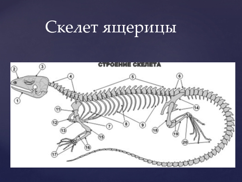 Рассмотрите рисунок напишите названия частей скелета ящерицы обозначенных цифрами