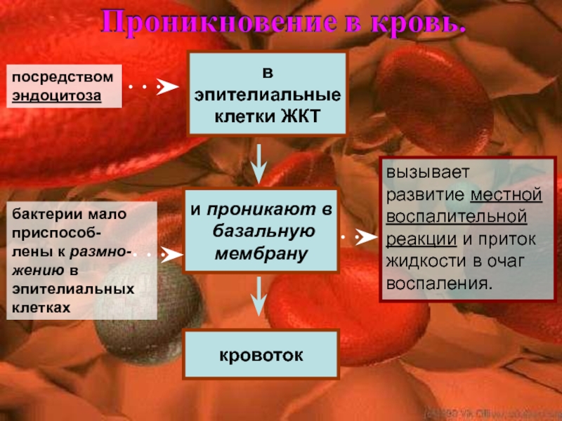 Очаги или жидкость. Кровь влияет на базальные клетки как?. Защиту собственных клеток ЖКТ от действия протеаз.