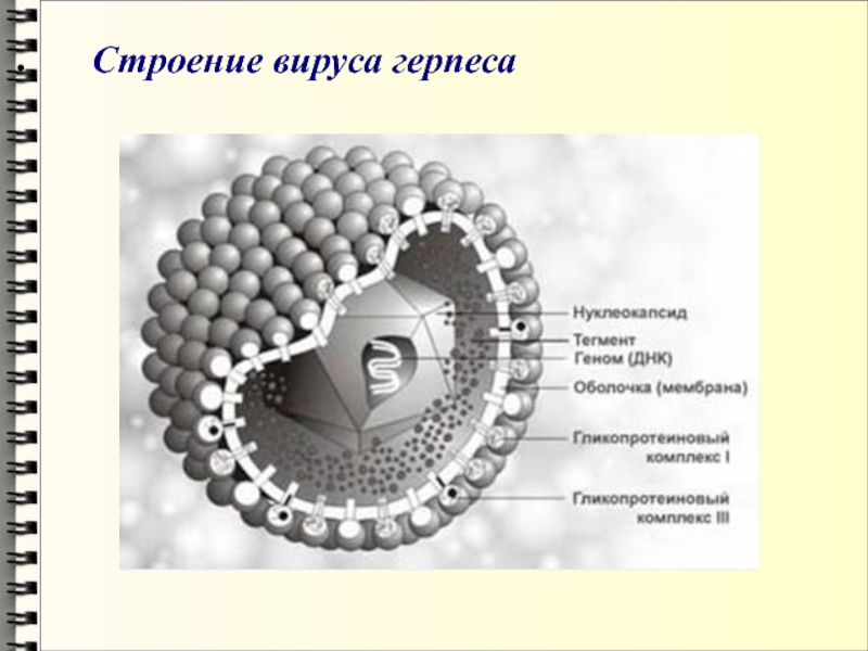 Схема строения вируса герпеса