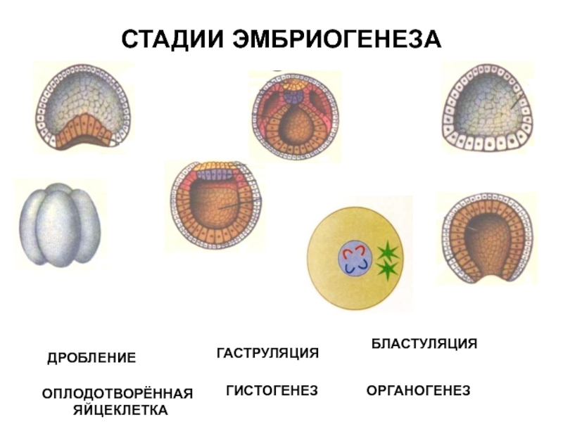 Три стадии характеризующие стадию органогенеза. Гаструляция эмбриогенеза. Онтогенез органогенез. Эмбриогенез Бластуляция гаструляция. Дробление гаструляция органогенез стадии.