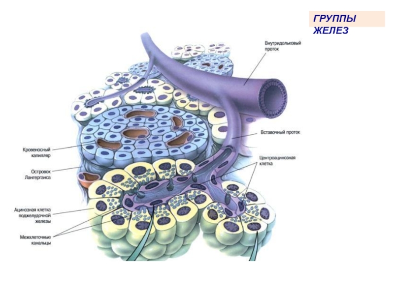 Группы железистых клеток. Группы желез. Железистым эпителием альвеол. Бранхиогенная группа желез гистология. Железы внутренней секреции бранхиогенной группы.