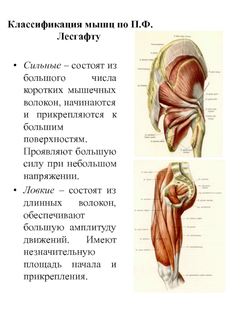 Мышцы выделяют