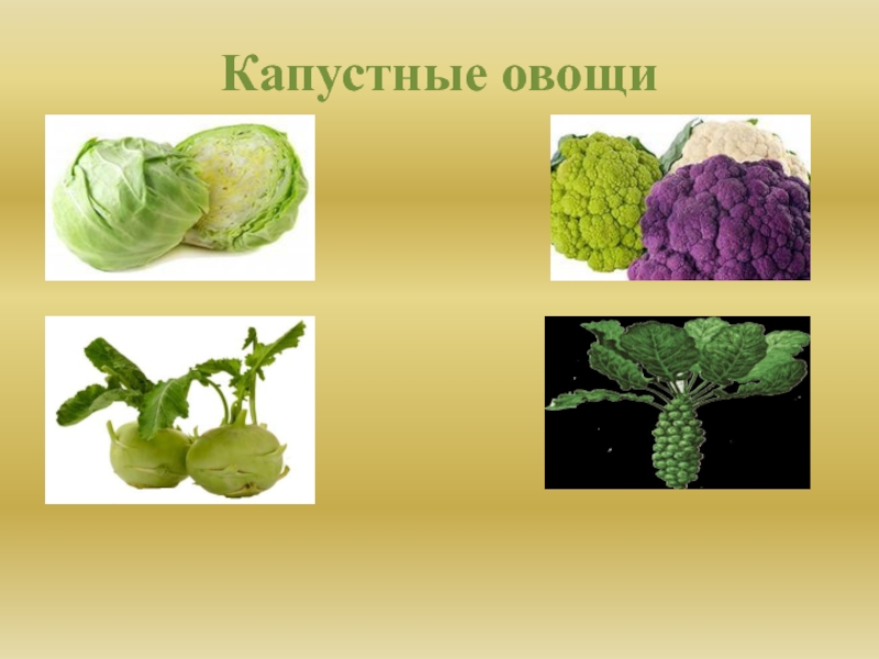 Обработка овощей тема. Капустные овощи. Механическая обработка капустных овощей. Презентация на тему капустные овощи. Механическая кулинарная обработка капустных овощей.