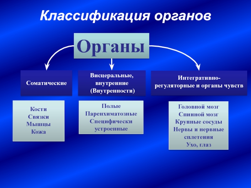 Общий план строения полых и паренхиматозных органов