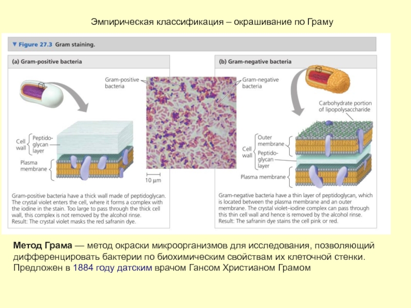 Клетка метод окраски. Метод грамма клеточная стенка бактерий. Методика окраски бактерий по Граму. Окрашивание по Граму грамположительных бактерий.