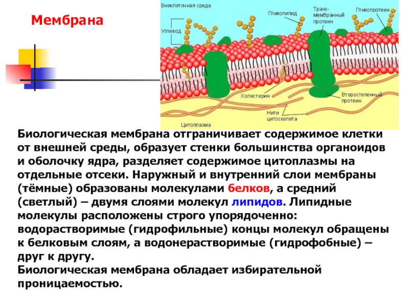 Строение биологических мембран биохимия. Схема строения биологической мембраны биохимия. Строение универсальной биологической мембраны. Сигнальная функция мембраны клетки.