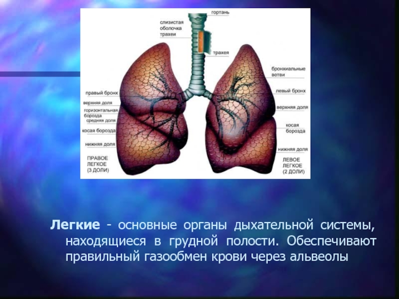 Типы органов дыхания. Трахеи являются органами дыхания у. Дыхание это в биологии. Легкие важнейшие органы. Лёгкие состоящие из альвеол у хордовых.