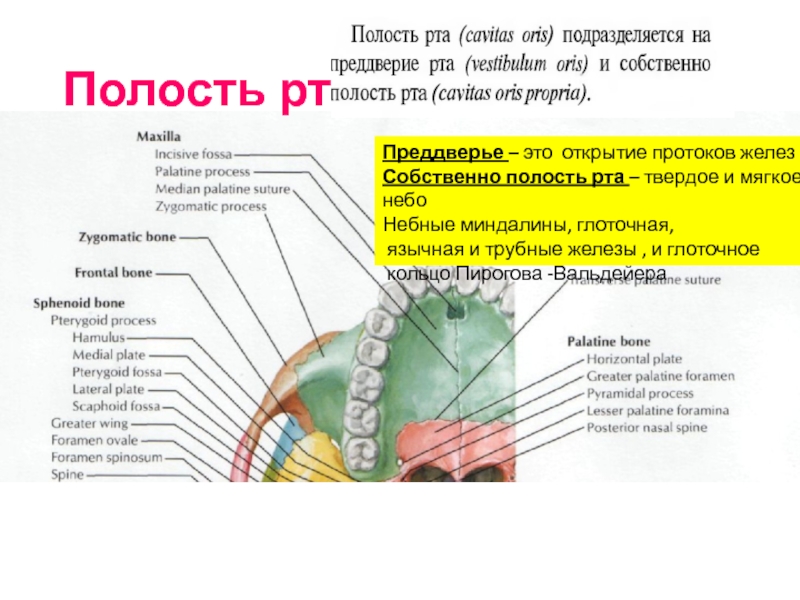 Железа протоки которой открываются в ротовую полость. Преддверие и собственно полость рта. Лицевой отдел отдел полость рта. Клиническая анатомия лицевого отдела головы. Щитовидной-глоточный проток.