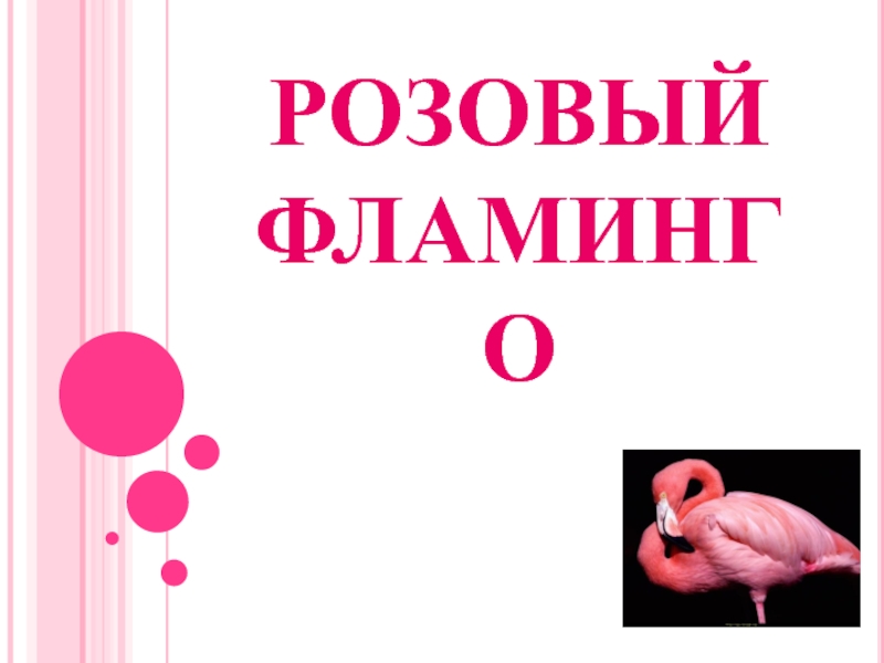 Розовый фламинго.