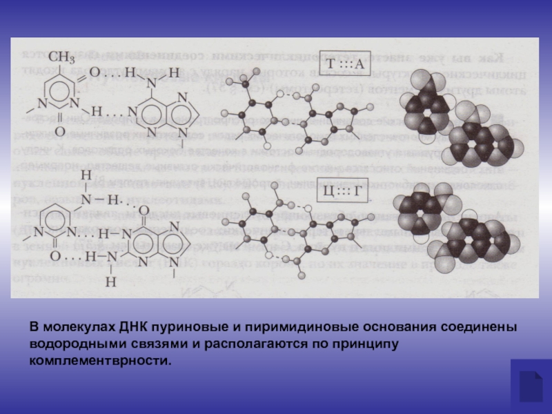 Водородные связи в молекуле днк. Пуриновые и пиримидиновые основания водородные связи. Азотистые основания ДНК водородные связи. Нейтральные азотистые соединения. Типы азотистых соединений в нефтях.