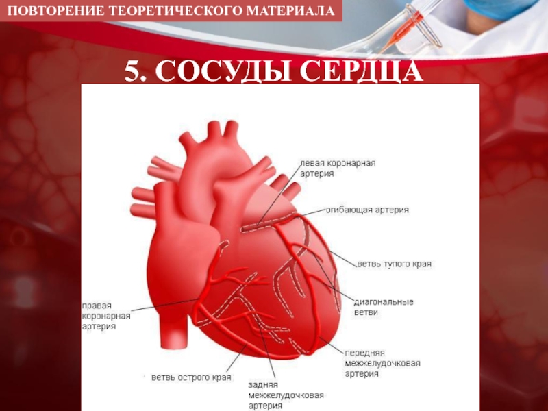 Сосуды сердца презентация