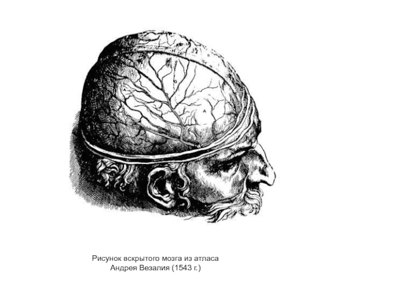 Рисунок вскрытого мозга из атласа Андрея Везалия (1543 г.)