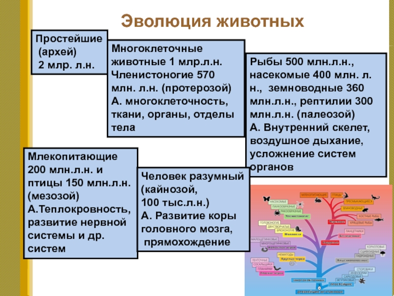 Основные этапы эволюции жизни на земле проект - 89 фото