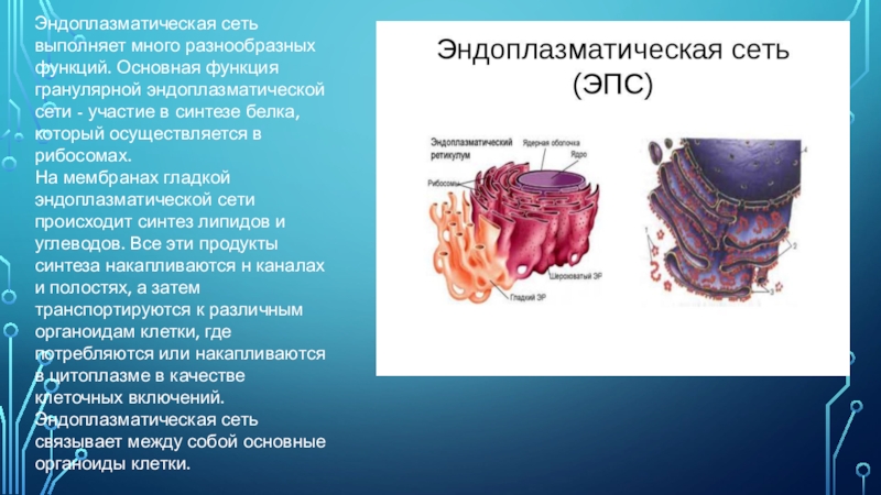 Синтез белка на мембранах эпс