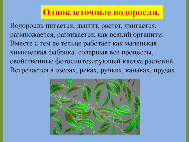 Радуга и водоросли что их объединяет презентация по биологии