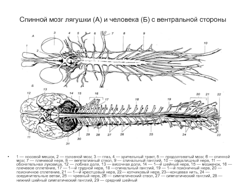 Функция головного мозга лягушки. Спинной и головной мозг лягушки. Нервная система лягушек спинно мозговые нервы. Строение головного мозга амфибии. Нервная система лягушки схема головного мозга.