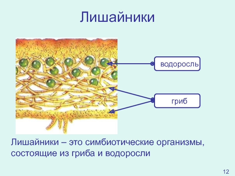 Лишайники состоят из клеток