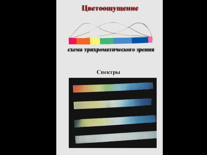 Спектр зрения новосибирск. Спектры зрения. Трихроматическое зрение. Спектр зрения кошки. Трихроматическое зрение у каких животных.