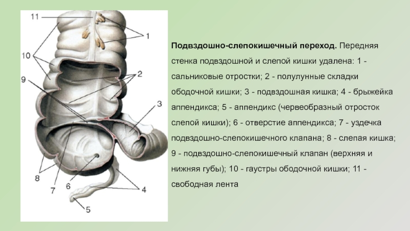 Подвздошная кишка фото