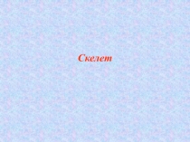 Скелет