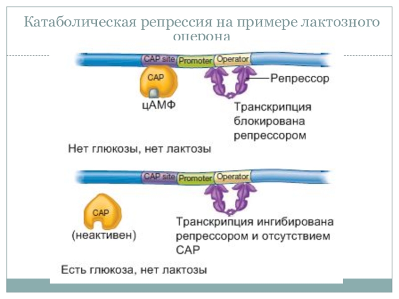 Лактозный оперон презентация