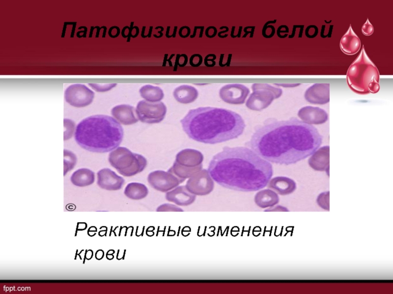 Патофизиология белой крови