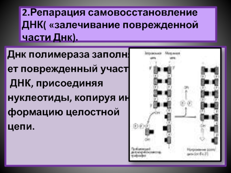 Репарация днк презентация