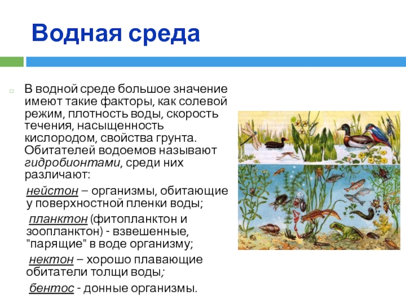 В водной среде достаточно света и кислорода. Водная среда. Водная среда жизни. Организмы водной среды. Воздействие водной среды на организмы.