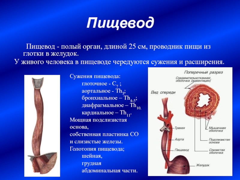 Функция пищевода в пищеварительной системе